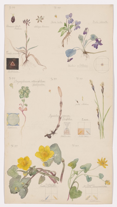 Découvrez les dessins botaniques inédits d'Hilma af Klint