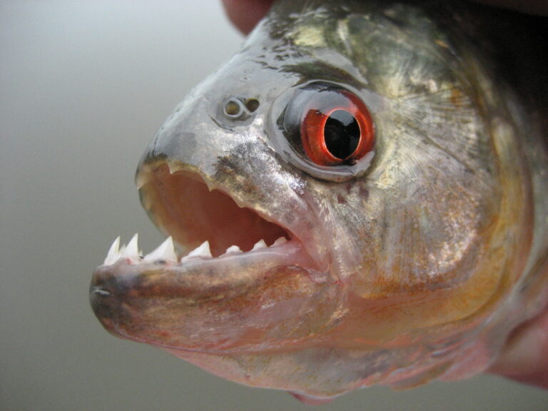 Découvertes insolites dans la Seine : Piranha et plus !