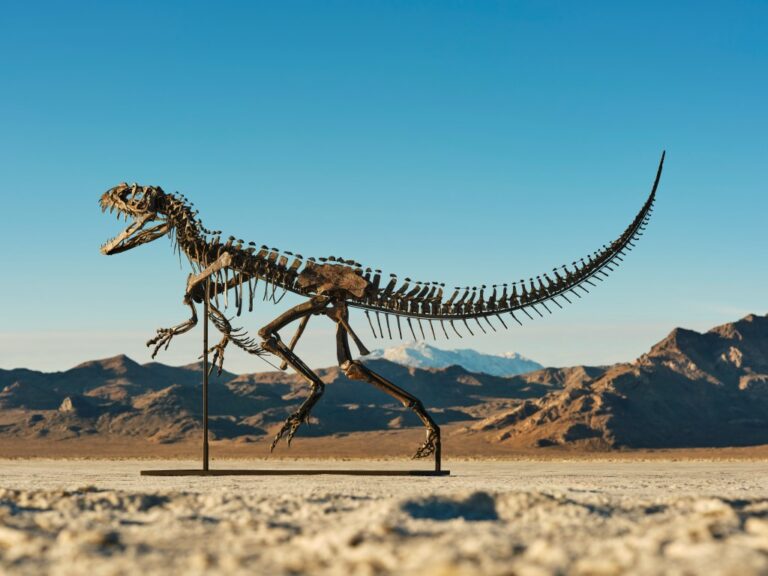 Fossile de Ceratosaure Jeune Vendu 30,5 M$ chez Sotheby’s