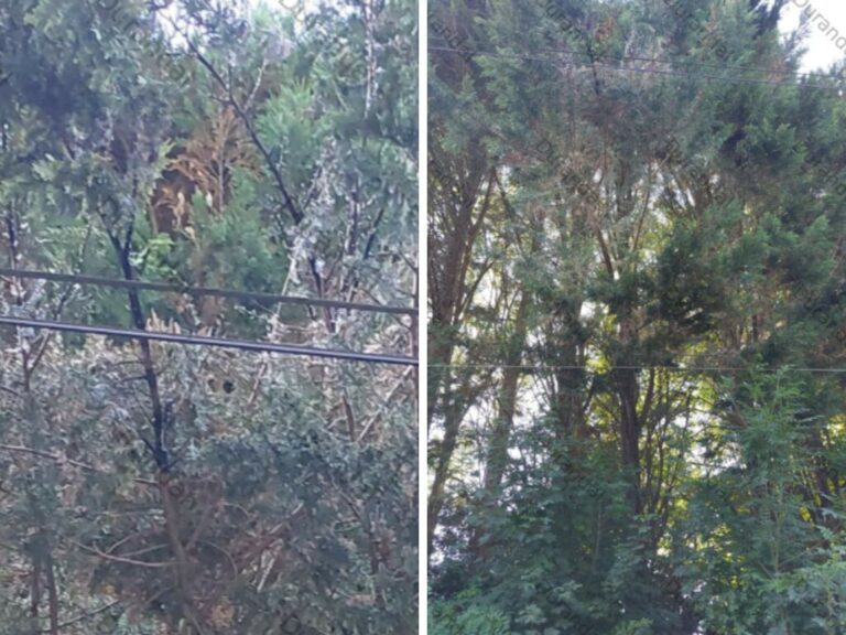 Trafic ligne L bloqué : branches sur caténaire !