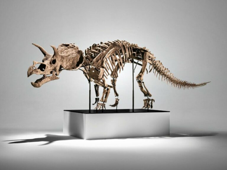Vente aux enchères : Tricératops de 3,5 M$ en novembre !