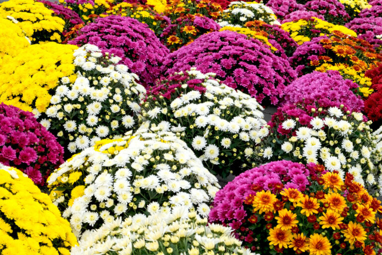 Quelles fleurs choisir pour une Toussaint florissante ?