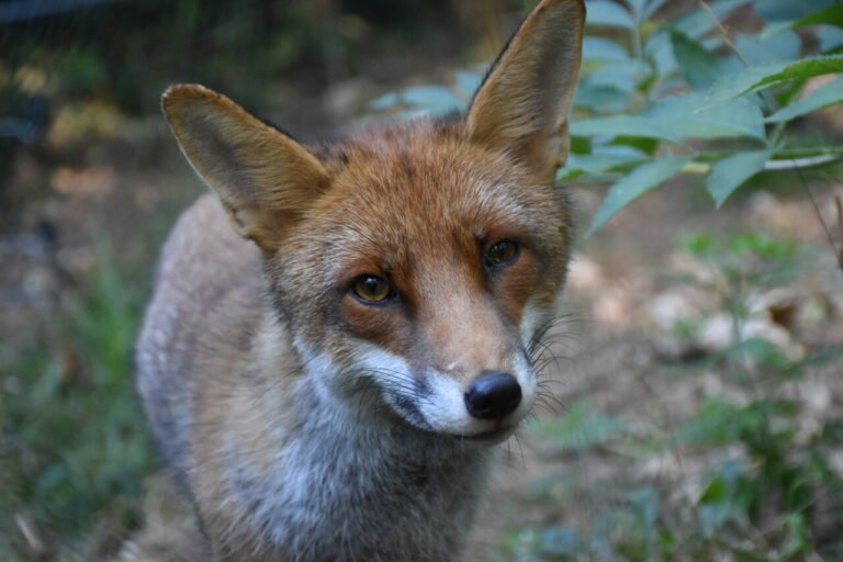 Maisons-Alfort défend le renard : stop aux idées reçues !