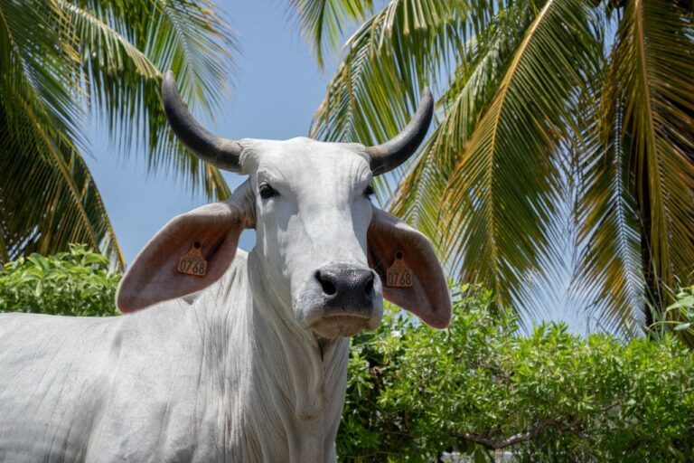 Testez vos connaissances : Les vaches emblématiques de France !