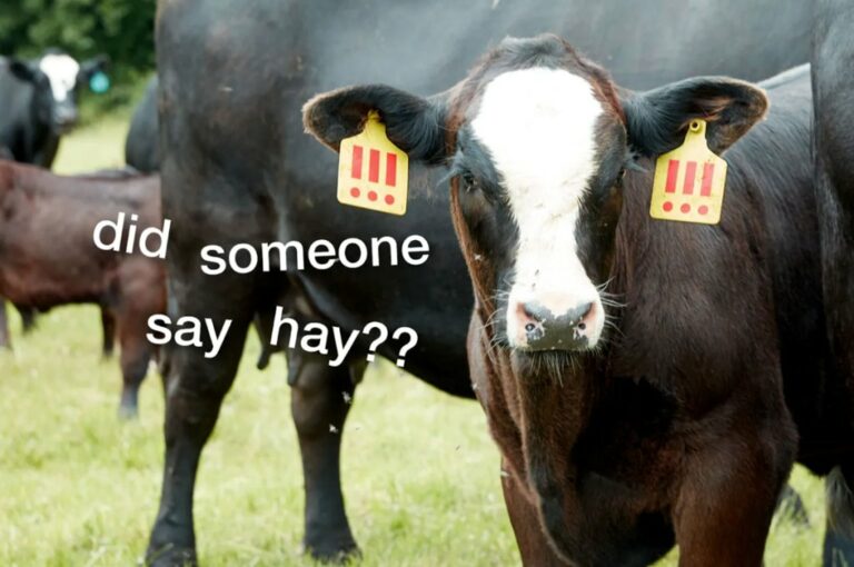 MSCHF : Une Vache en Danger de Mort ?