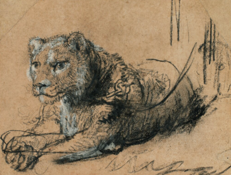 Dessin de lion de Rembrandt vendu 17,8 M$ pour une cause