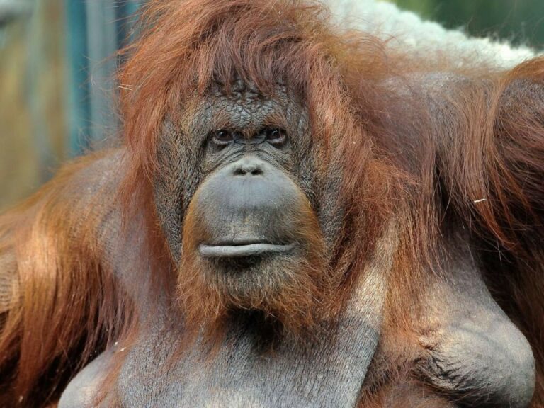 Paris : Nénette, l'orang-outan qui interpelle sur le bien-être animal