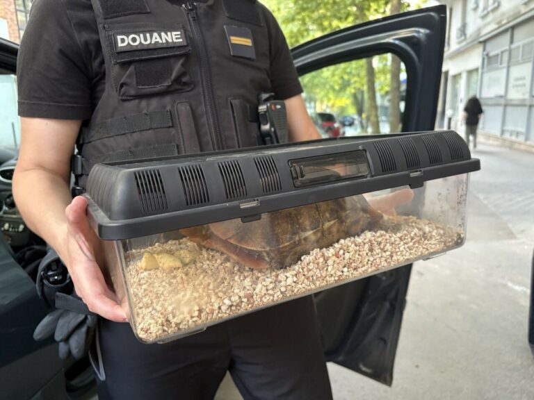 Roissy : Découverte insolite d'un animal rare en valise