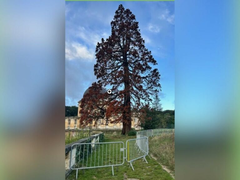 Un séquoia malade à Meudon : un abattage émouvant