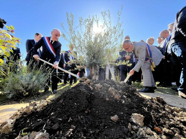 Deux frères jugés pour l'abattage d'un olivier symbolique