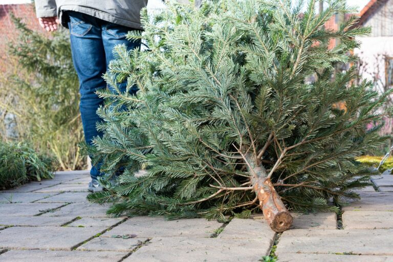 Quand retirer son sapin de Noël selon la tradition ?