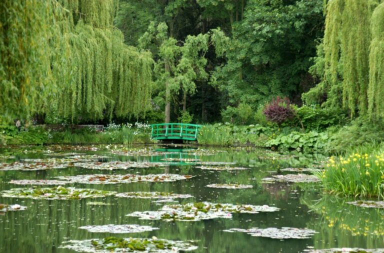 Vague de chaleur: Les jardins de Monet en danger